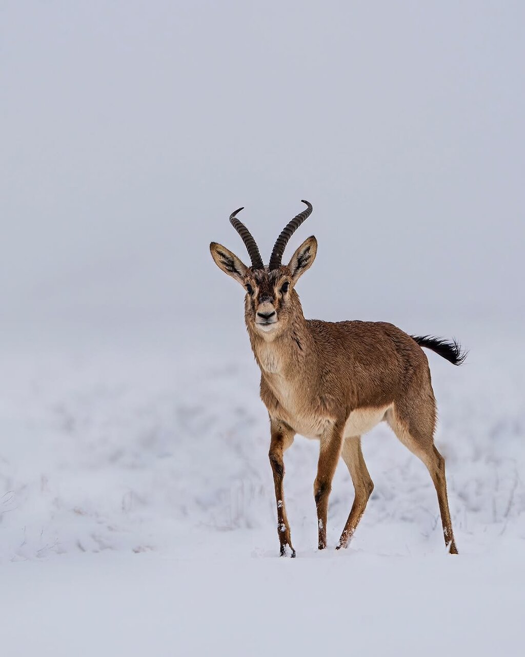تصاویری زیبا از آهو گواتردار و بره‌اش روی برف | ببینید