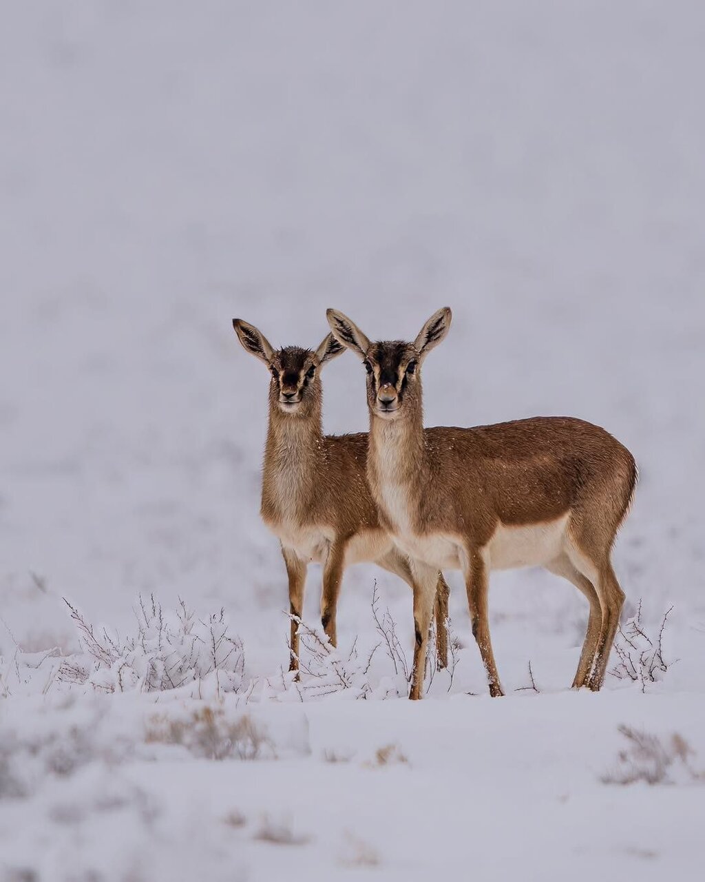 تصاویری زیبا از آهو گواتردار و بره‌اش روی برف | ببینید