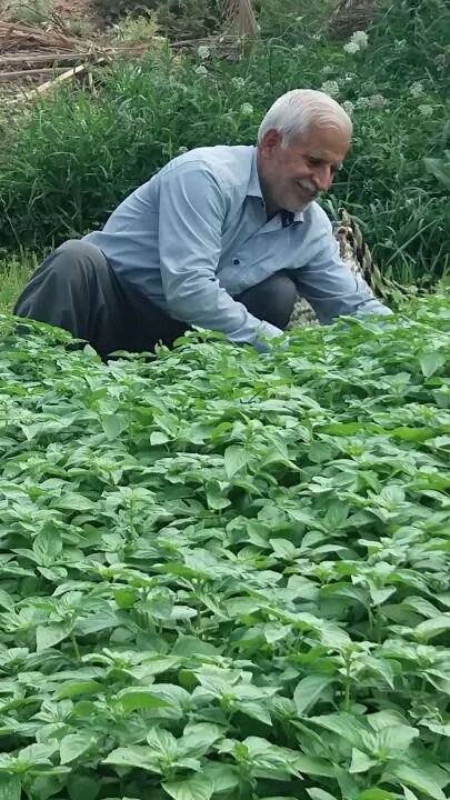 این مرد تنها ساکن روستای عروسان است + فیلم روستا