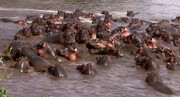 حمله گله اسب‌های آبی به تمساح نگونبخت! | ویدئو