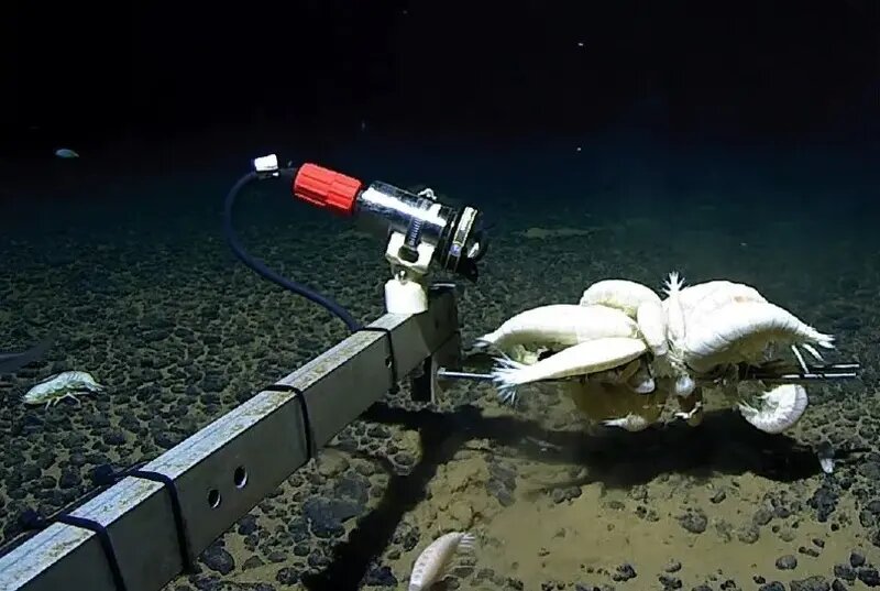 عجیب‌ترین موجود اعماق اقیانوس؛ جانوری شبح‌مانند | عکس