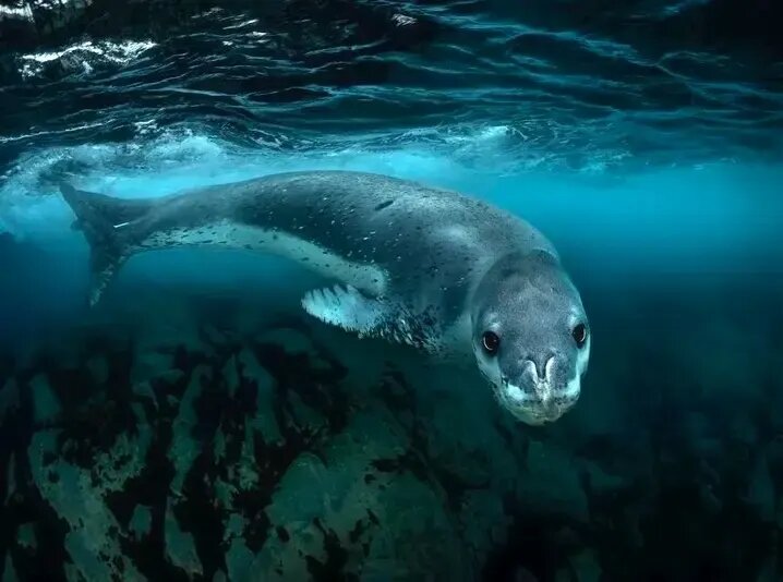 جذاب‌ترین عکس‌های «قطبی» سال ۲۰۲۵ | عکس