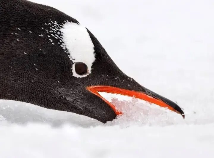 جذاب‌ترین عکس‌های «قطبی» سال ۲۰۲۵ | عکس