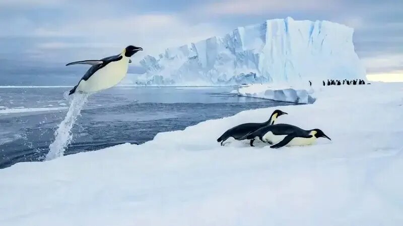 جذابترین عکسهای «قطبی» سال ۲۰۲۵ | عکس