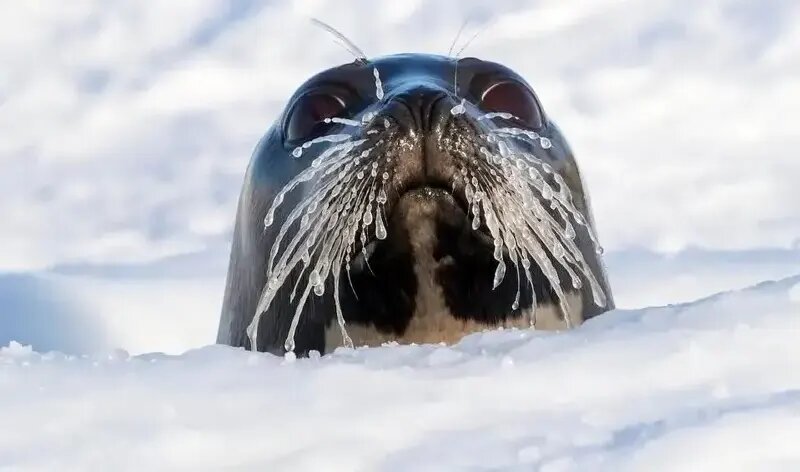 جذابترین عکسهای «قطبی» سال ۲۰۲۵ | عکس