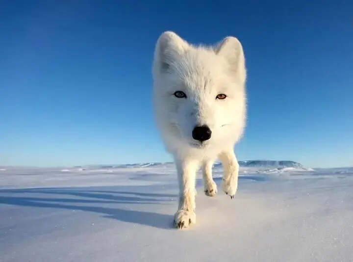 جذاب‌ترین عکس‌های «قطبی» سال ۲۰۲۵ | عکس