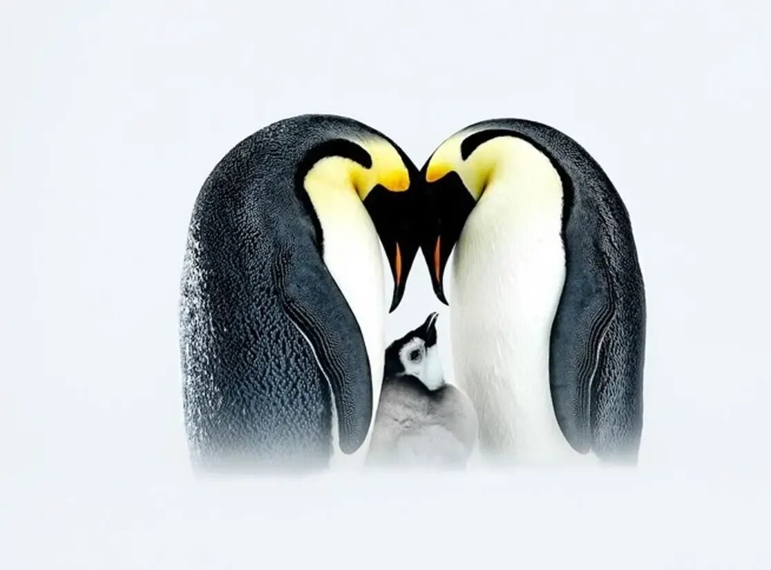 جذاب‌ترین عکس‌های «قطبی» سال ۲۰۲۵ | عکس