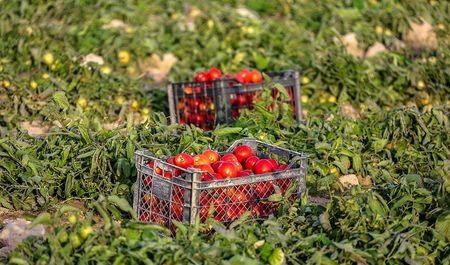 فیلم | چرا تجریشی گوجه فرنگی را نجس می‌دانستند؟