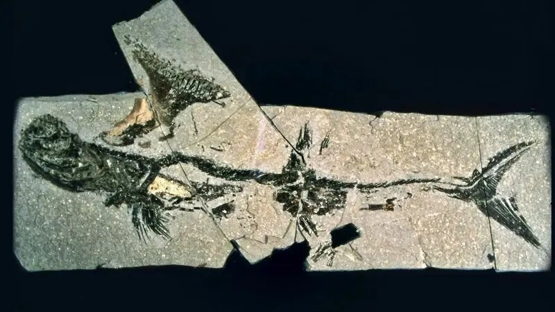 کوسه ۳۳۰ میلیون ساله در دل یک منطقه مسکونی!