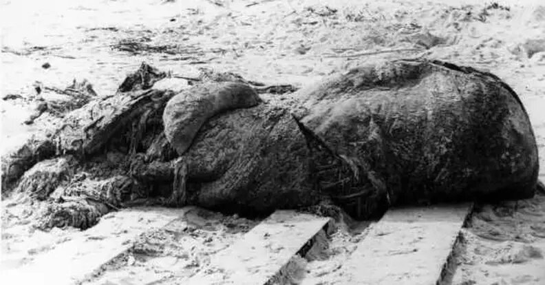 هیولاهای مرموزی که از اقیانوس به ساحل میآیند | عکس