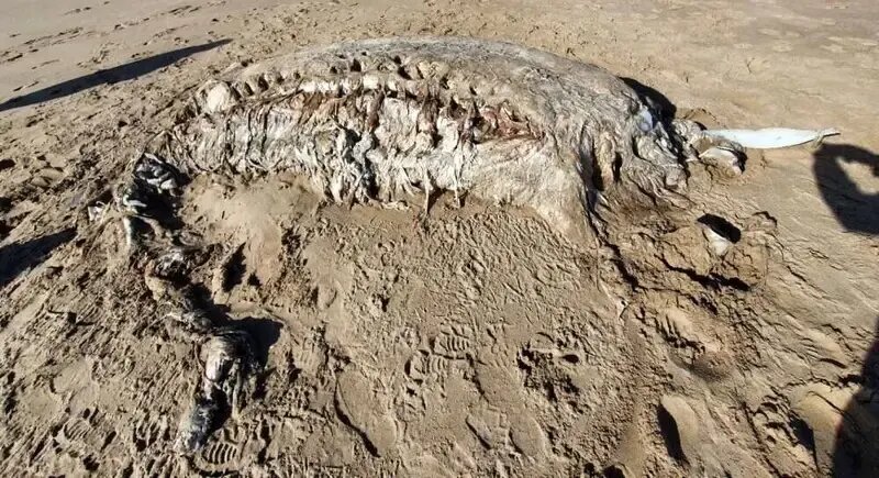 هیولاهای مرموزی که از اقیانوس به ساحل میآیند | عکس