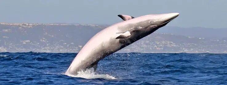 راز صدایی در اقیانوس که اولینبار ۶۰ سال قبل شنیده شد