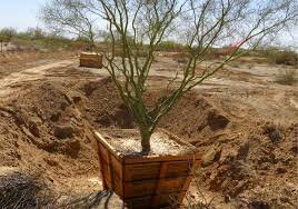 اسرار جابه جایی  درختان چند صد تنی | عملیات غیرممکن در قلب ژاپن