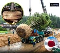 اسرار جابه جایی درختان چند صد تنی | عملیات غیرممکن در قلب ژاپن