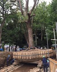 اسرار جابه جایی  درختان چند صد تنی | عملیات غیرممکن در قلب ژاپن