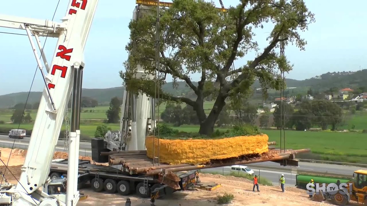 اسرار جابه جایی درختان چند صد تنی | عملیات غیرممکن در قلب ژاپن