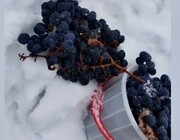 برداشت انگور از زیر یک متر برف در ایران؛ طراوت انگورها را ببینید