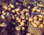 افسانه‌های غلط درباره سیب زمینی