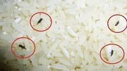 چگونه می‌توان از شر سوسک برنج خلاص شد؟ + روش درست نگهداری برنج