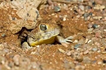 مارمولکی که در بیابان فریاد می‌زند + عکس