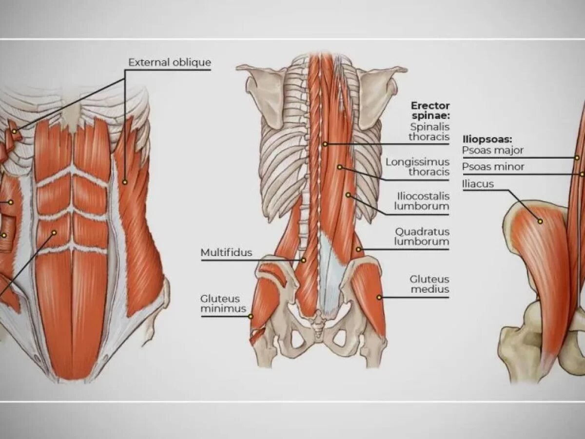 از درد کمر تا تعادل بهتر؛ نقش حیاتی عضلات میان تنه | ۴ ورزش ساده برای تقویت میان تنه در خانه