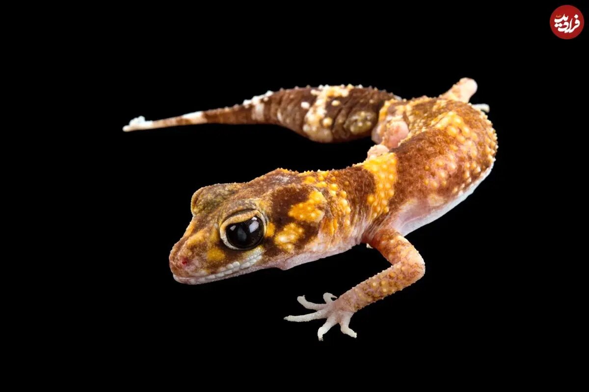 مارمولکی که در بیابان فریاد می‌زند + عکس