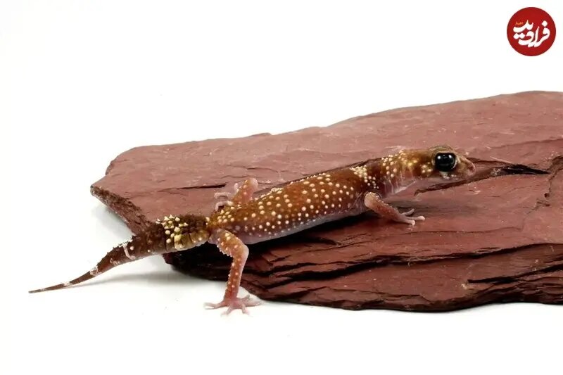 مارمولکی که در بیابان فریاد میزند + عکس