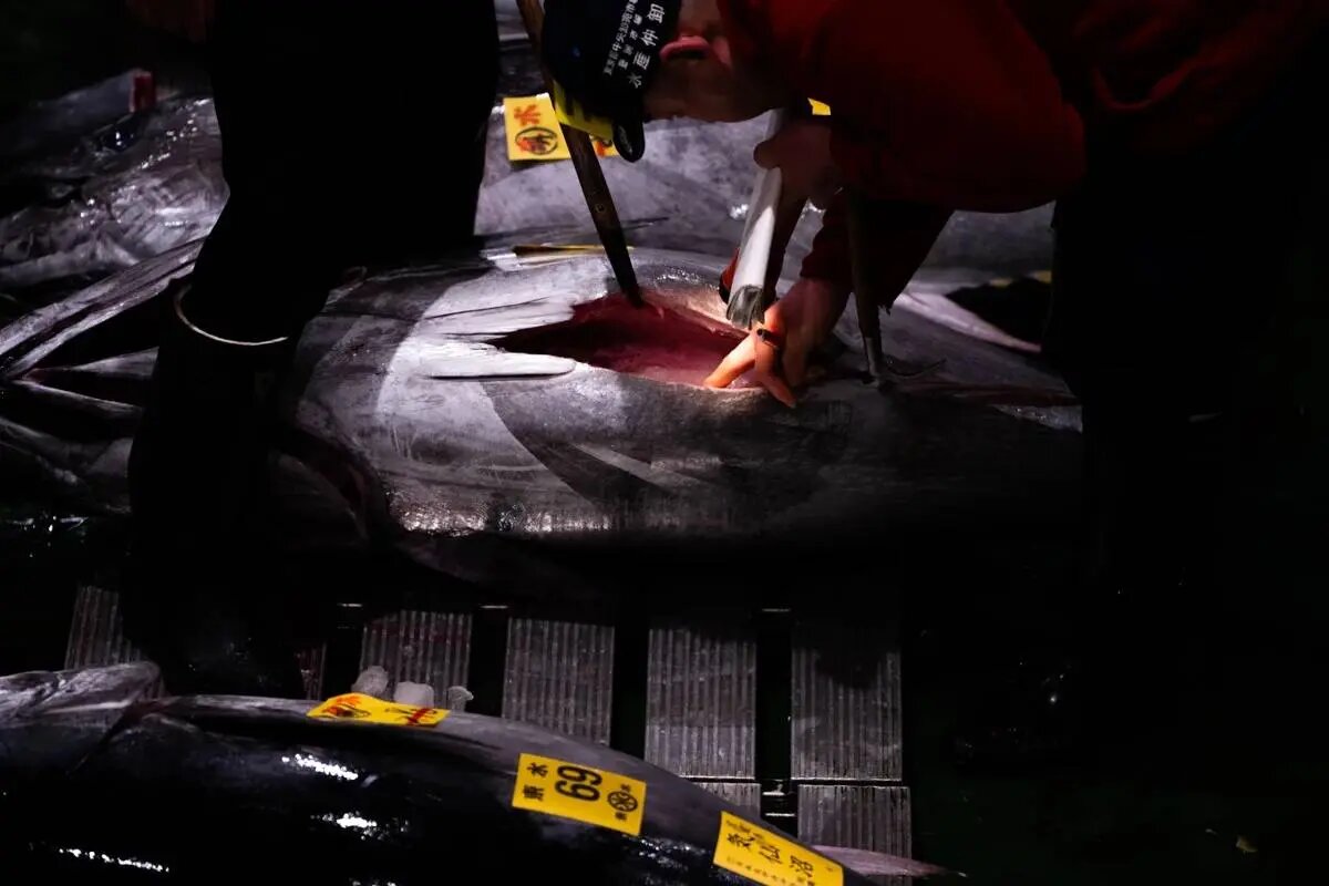 یک ماهی تن ۲۴۰ کیلوگرمی بیش از ۳ میلیون دلار فروخته شد | تصاویر