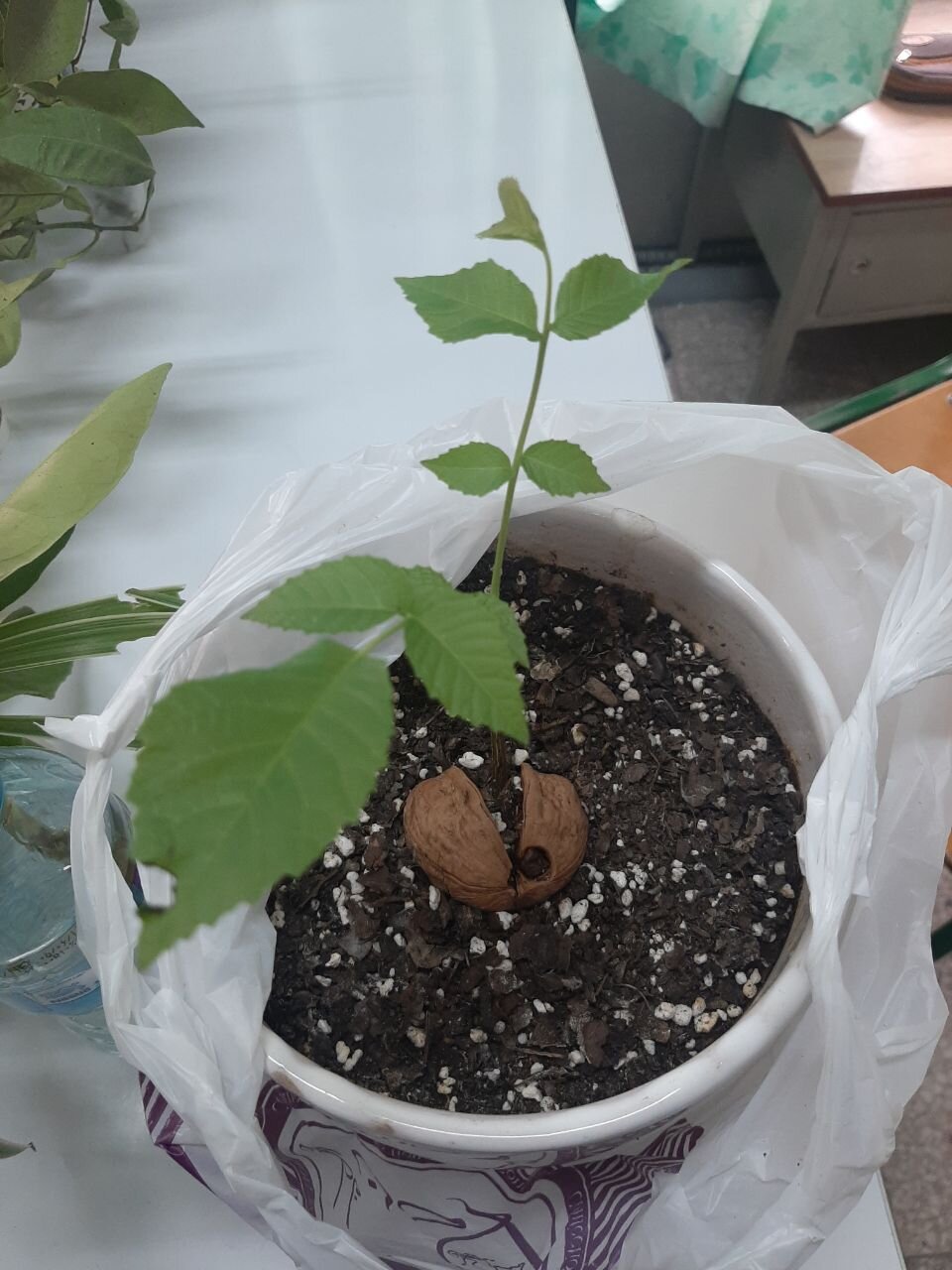 گردوی مقاوم، کودک مقاوم!