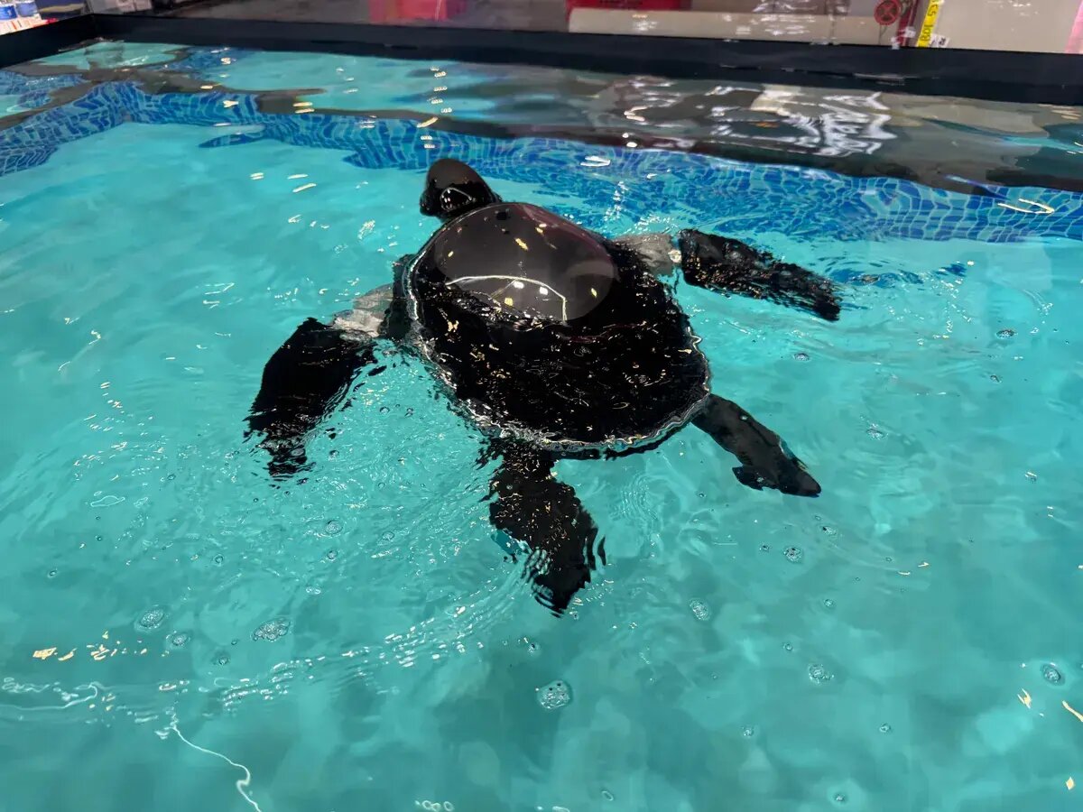 ناجی جدید محیط زیست؛ لاک‌پشت رباتیک