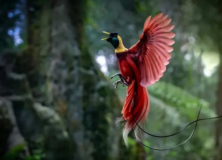 درخشش «پرندگان بهشتی» در تاریکی!