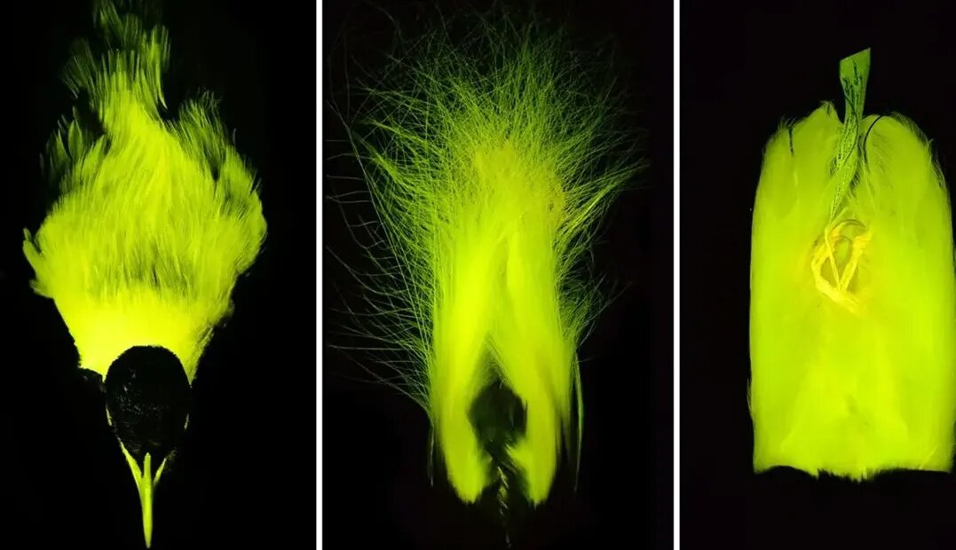 پرندگان بهشتی