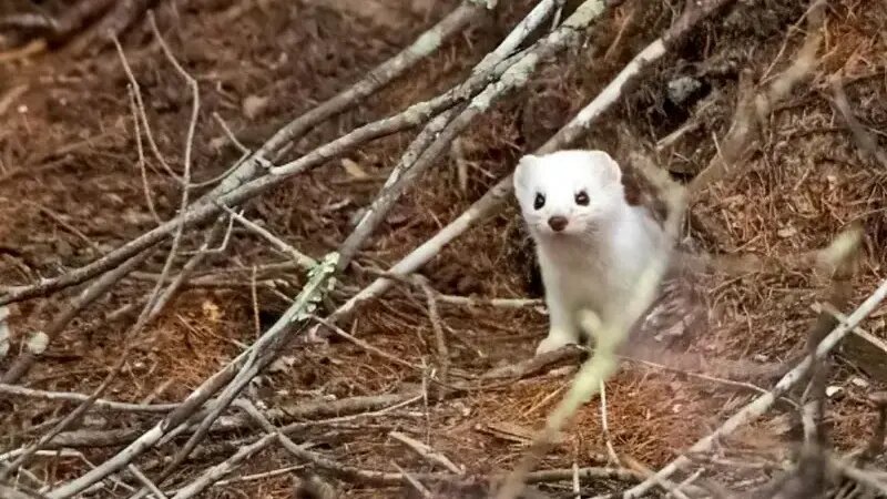 این حیوانات در زمستان «سفید» میشوند!