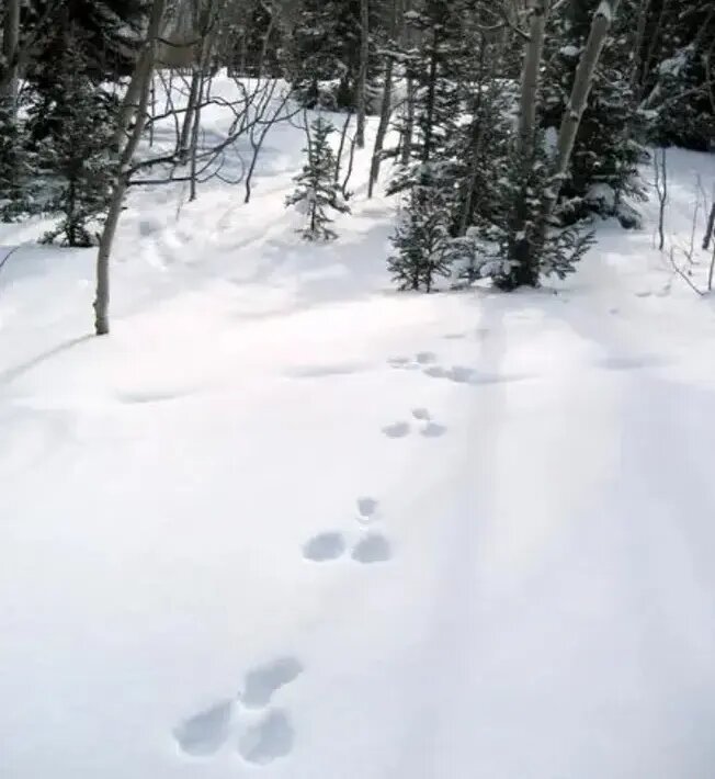 این حیوانات در زمستان «سفید» میشوند!