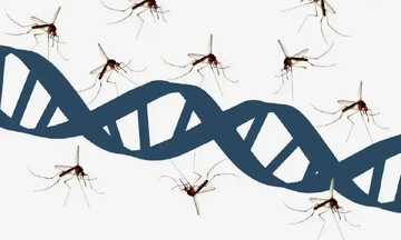 پشه‌ها کتابخانه‌ای از دی‌ان‌ای جانوران را حمل می‌کنند