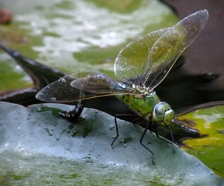 ابداع ماده جدید میکروب‌کش با الهام از بال سنجاقک