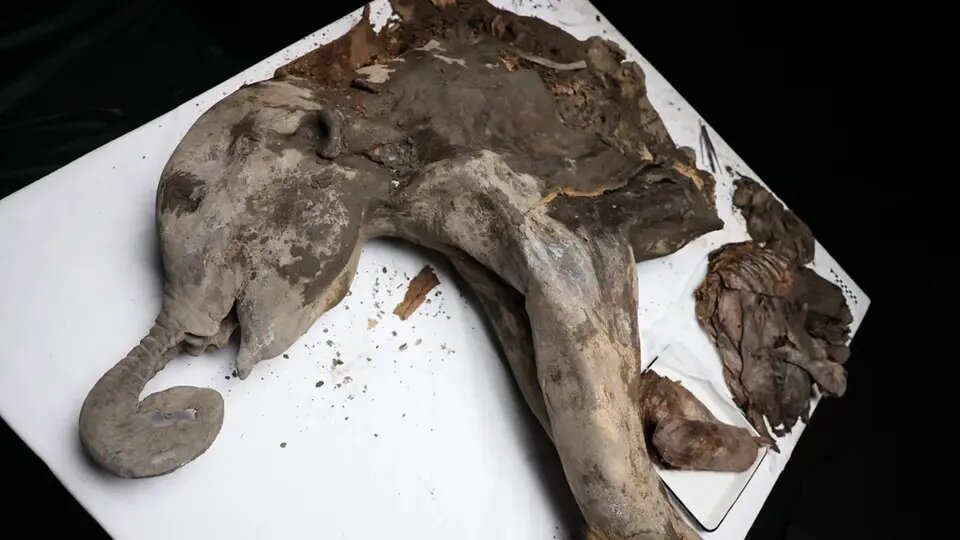 کالبدشکافی سالمترین ماموت جهان پس از ۱۳۰ هزار سال | عکس