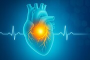 کشف شگفت انگیز جدید: بازسازی عضلات قلب پس از حمله قلبی