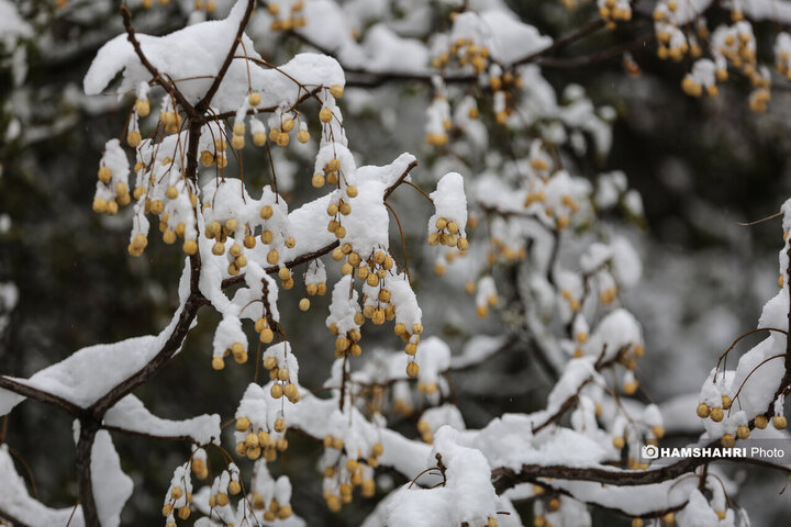 بارش برف زمستانی در تهران
