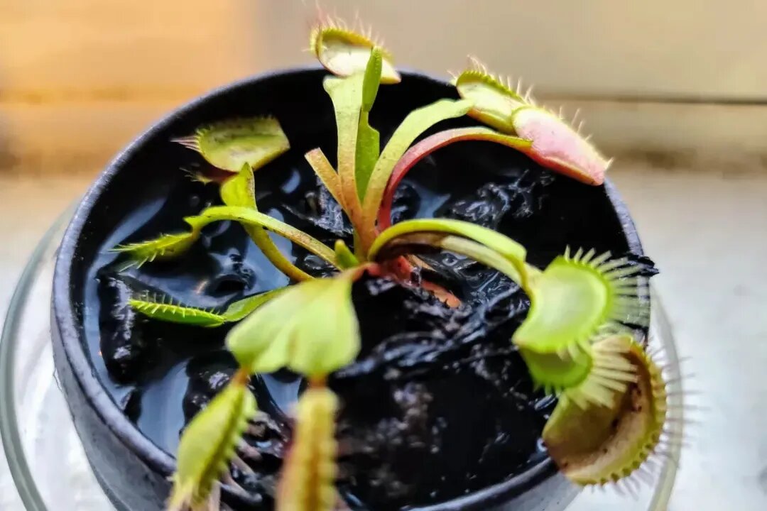 چرا بعضی از گیاهان گوشت‌خوار هستند؟