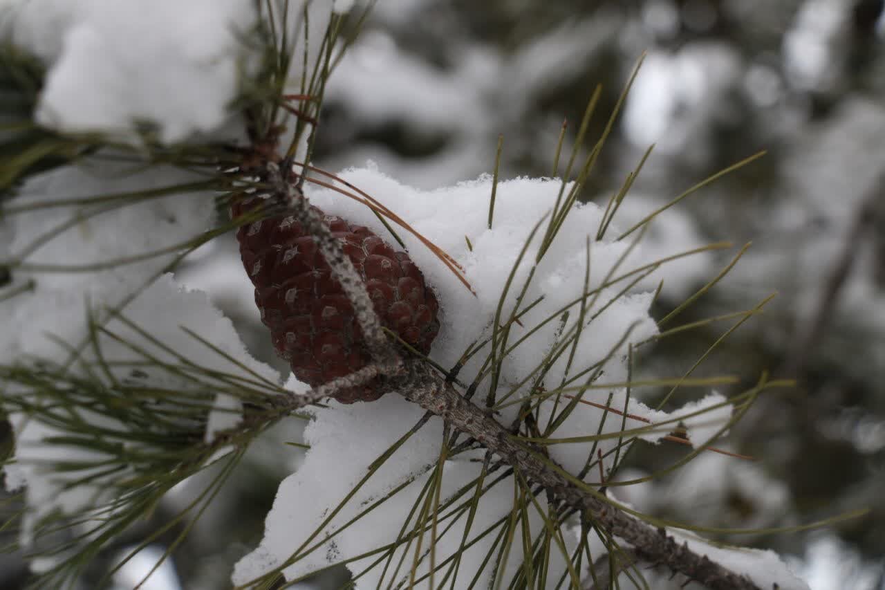 قاب های برفی زیبا از تهران | تصاویر