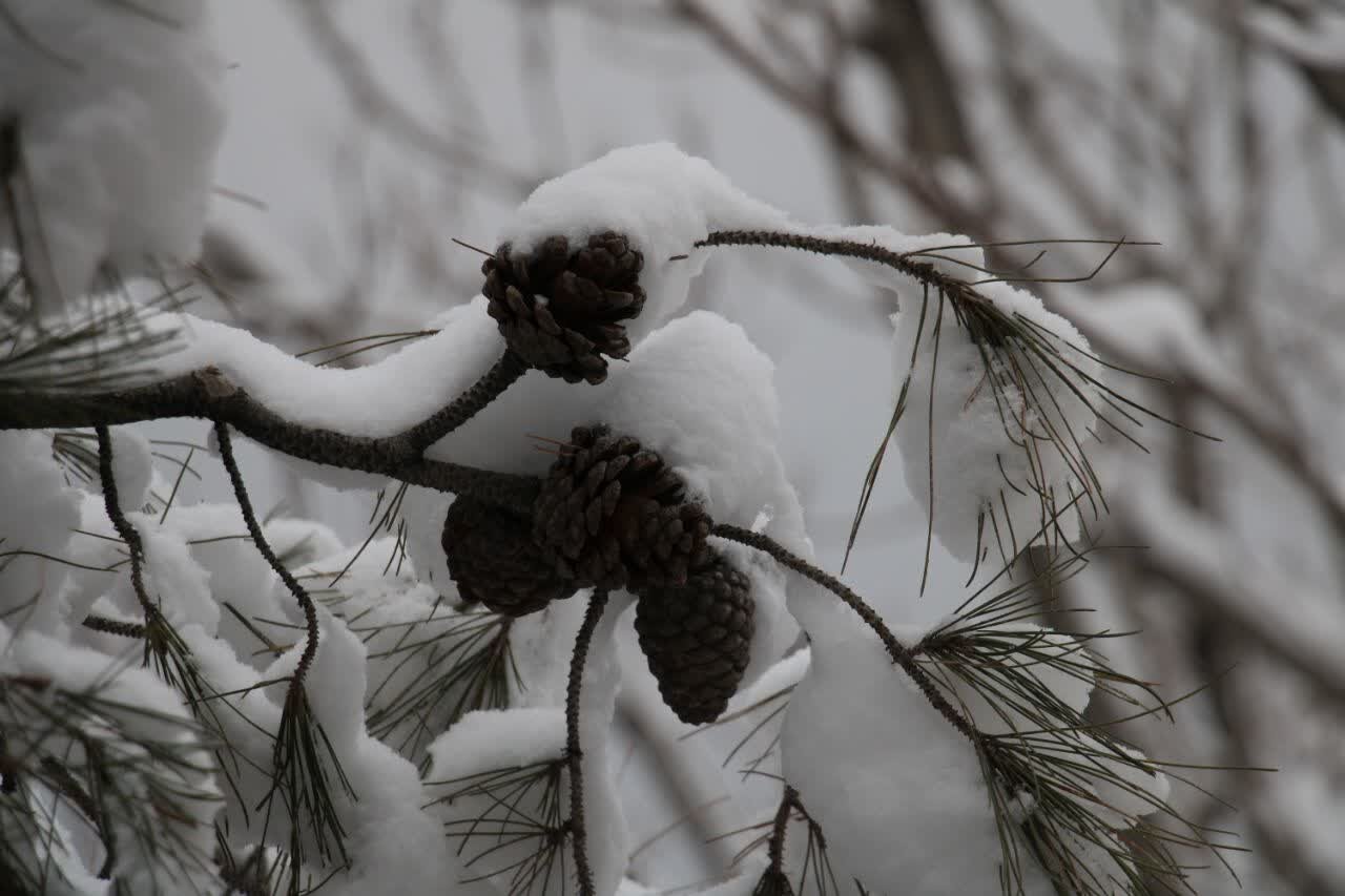 برف منطقه يك