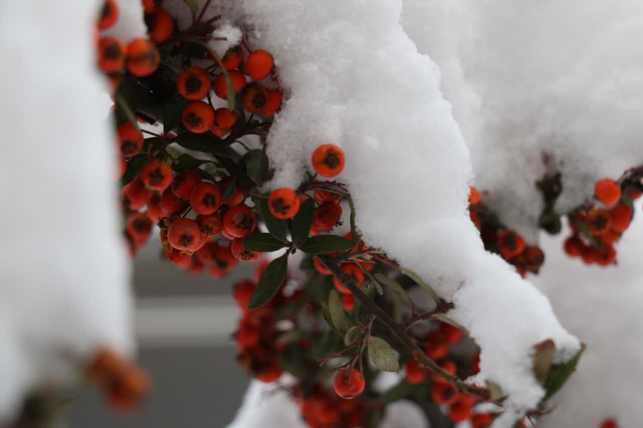 قاب های برفی زیبا از تهران | تصاویر