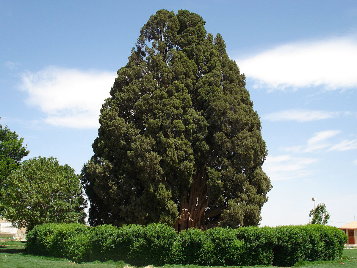 قدیمیترین درخت زیتون جهان!