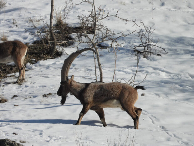 مشارکت مردم و محیط زیست برای نجات حیات وحش از برف و سرما | محیط زیست: غذارسانی خودسر به حیوانات ممنوع!