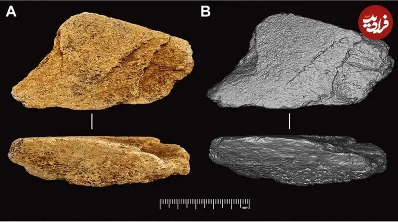 این چکّش نیم میلیون‌ ساله از استخوان فیل ساخته شده است | عکس