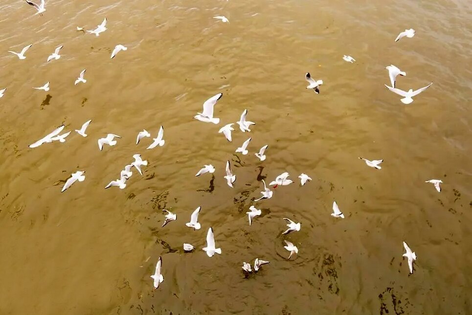 میهمانان سپید انزلی را بینید