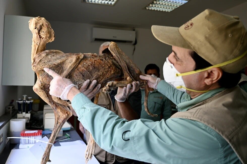 یوزهای مومیایی در عربستان