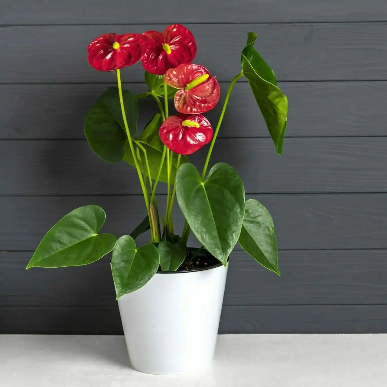 گیاه آنتوریوم؛ گل قلبی شکل که عشق را به خانه شما می آورد