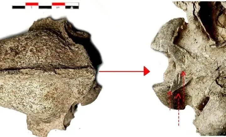 شواهدی از «سگخواری» در اروپای ۲۵۰۰ سال پیش | عکس